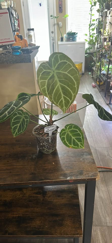 buy Anthurium Crystallinum x Magnificum online