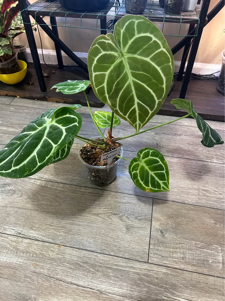 Anthurium Crystallinum x Magnificum rooted plant