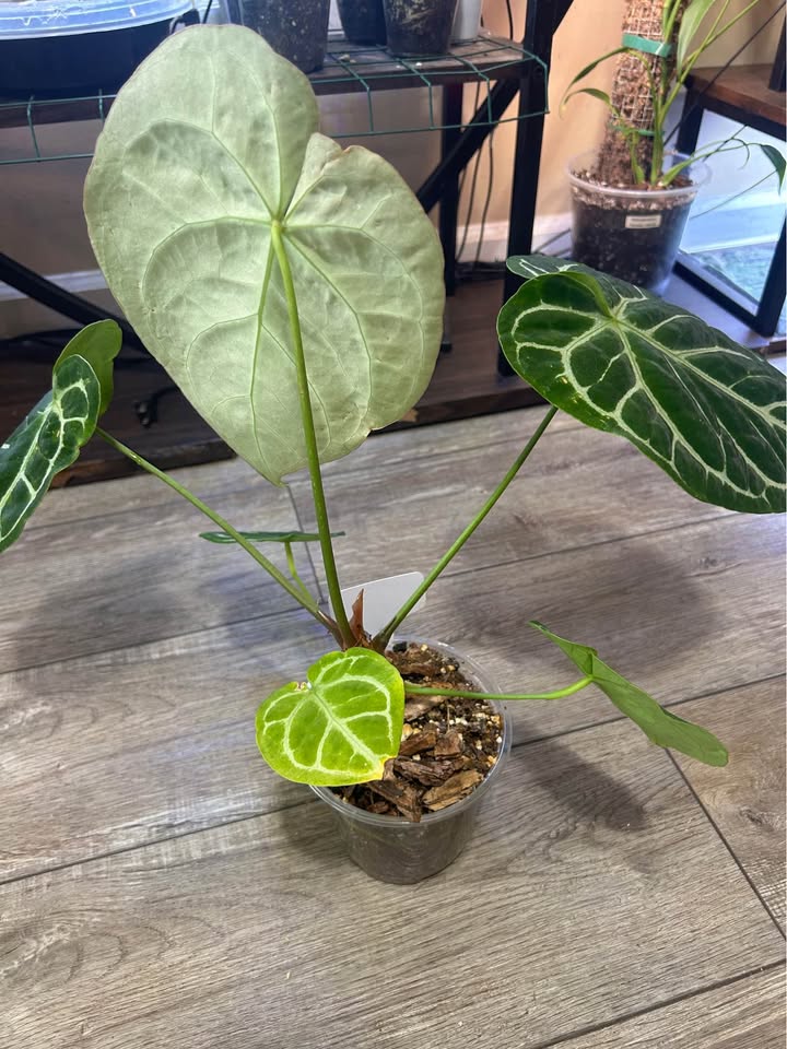 rare velvet anthurium for sale