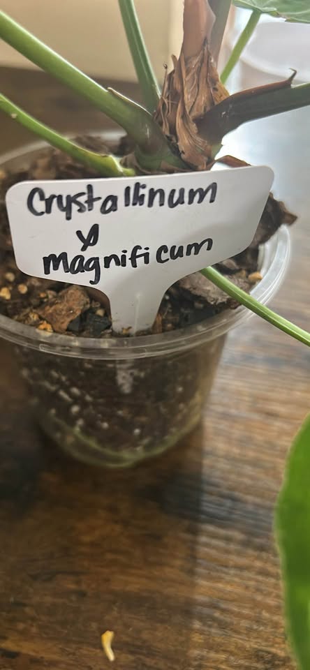 velvet anthurium for sale online