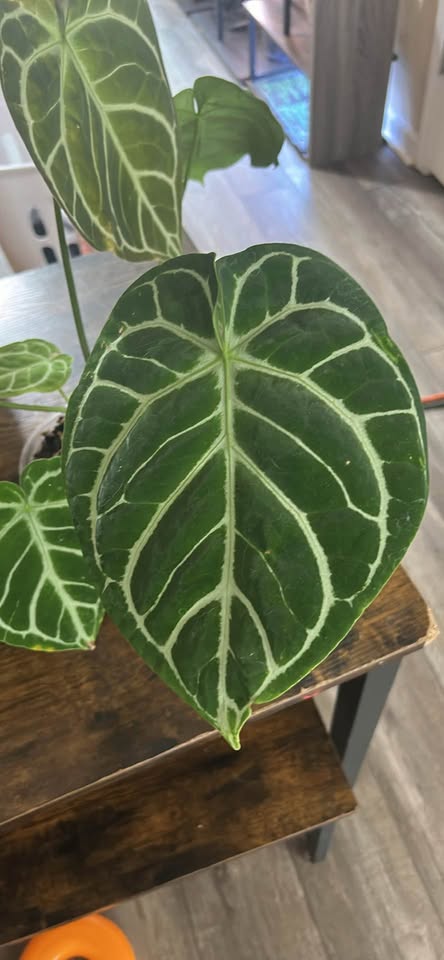 buy rare velvet anthurium