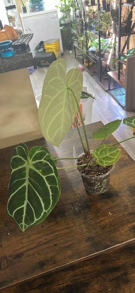 Anthurium Magnificum x Crystallinum for sale