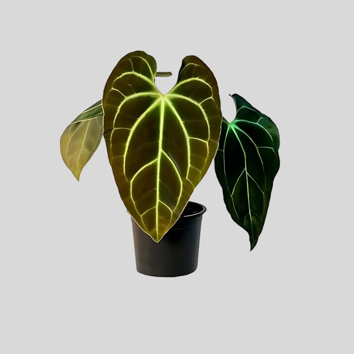 Anthurium Papillilaminum Hybrid
