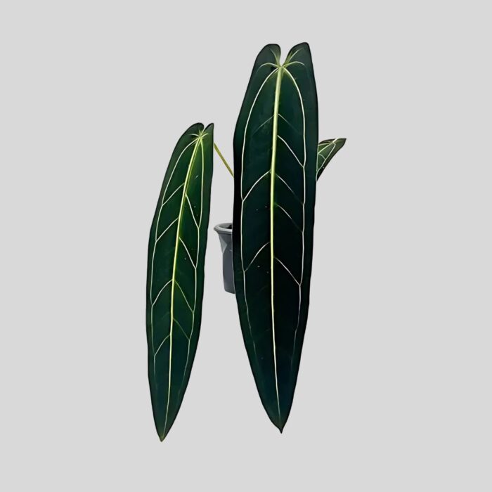 Anthurium Warocqueanum
