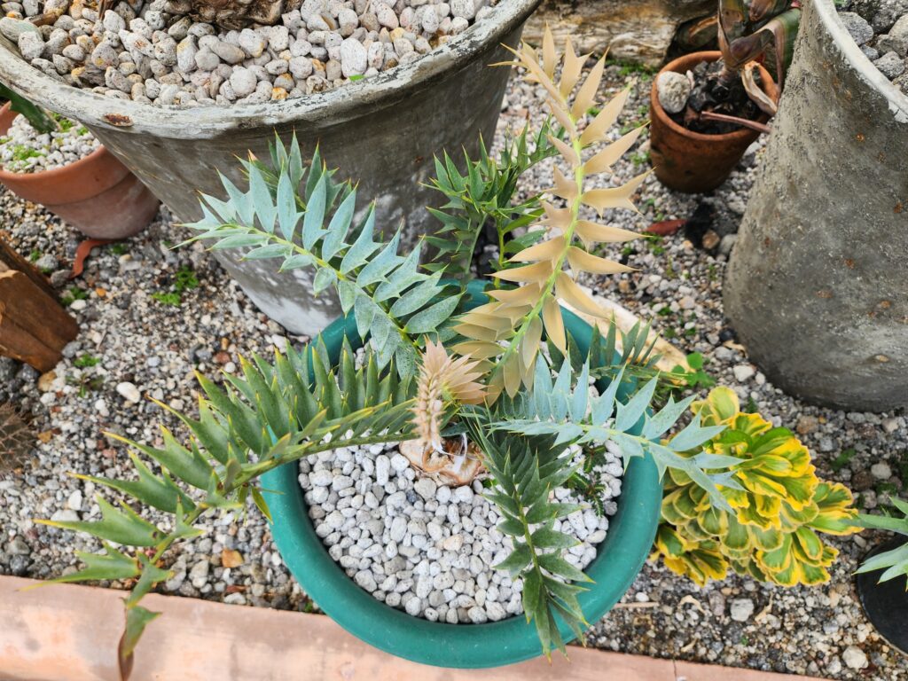Encephalartos horridus care guide