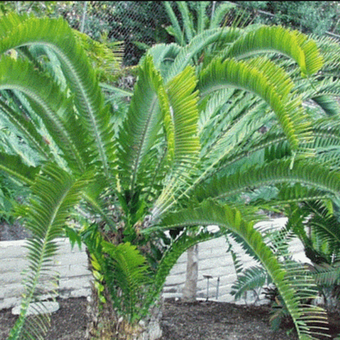 Encephalartos woodii