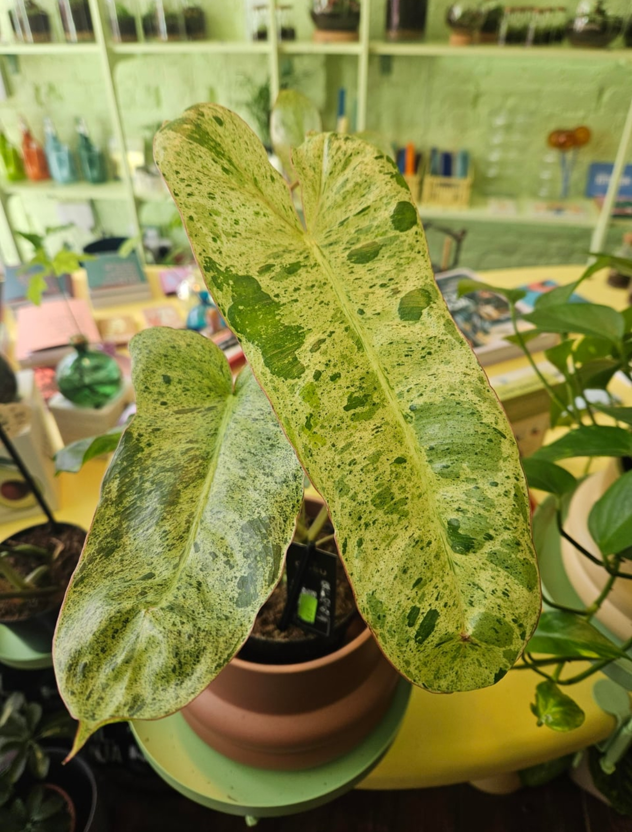 Green Paradise Philodendron