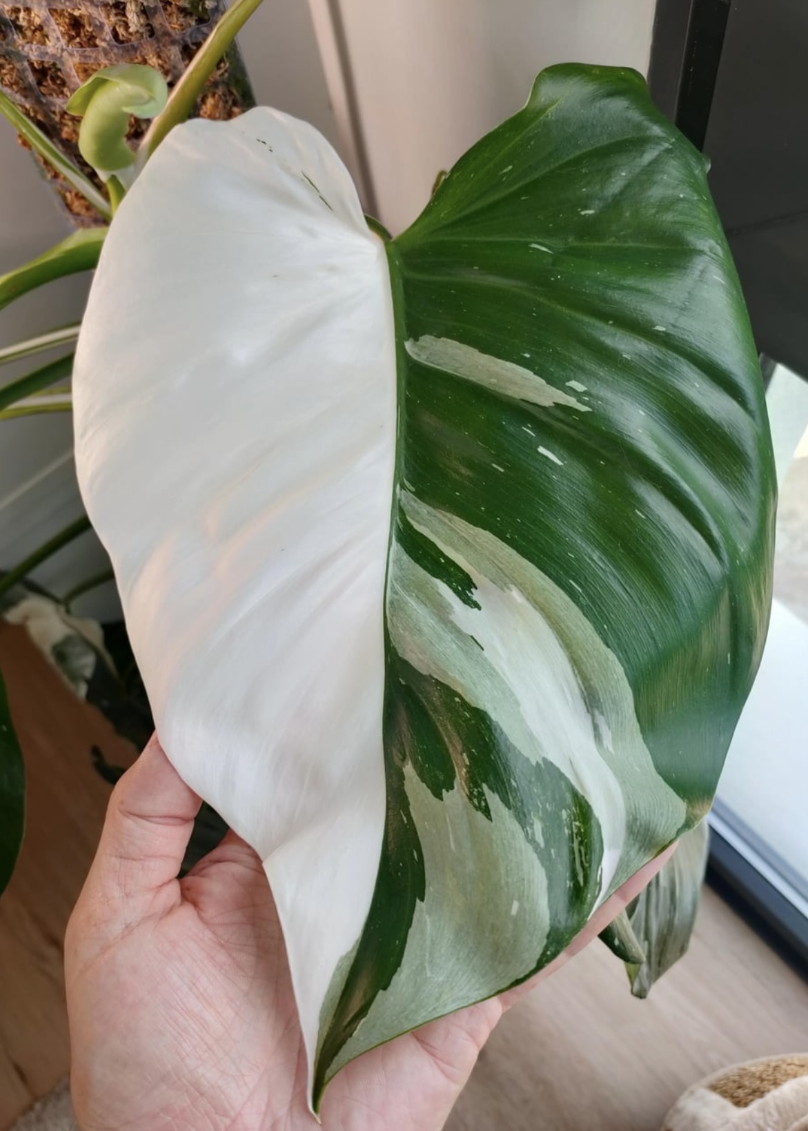 White Wizard Philodendron