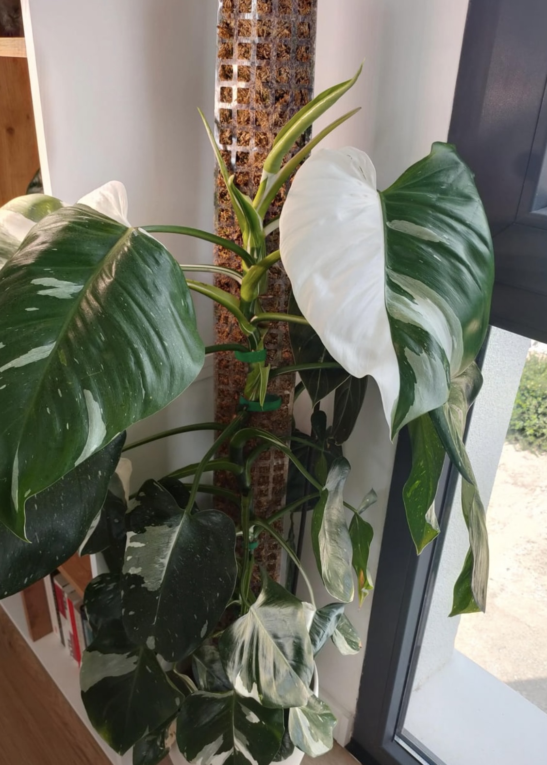 Buy White Wizard Philodendron Online