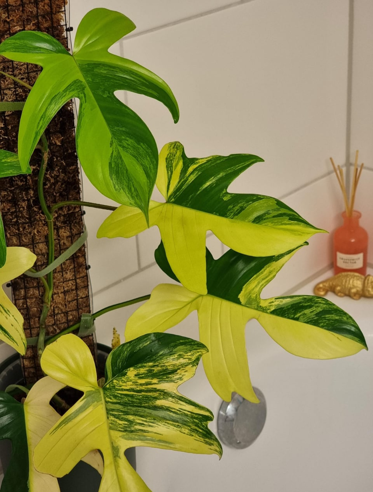 Buy Florida Beauty online