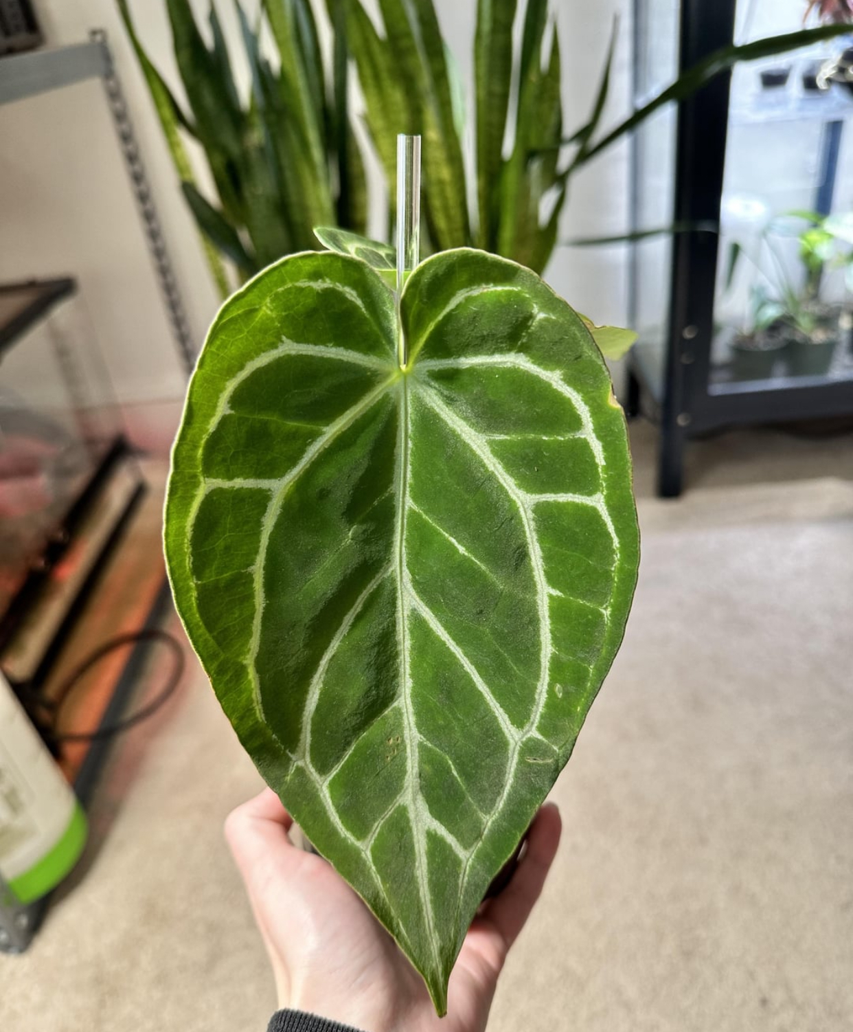 Anthurium Crystallinum x Magnificum for sale