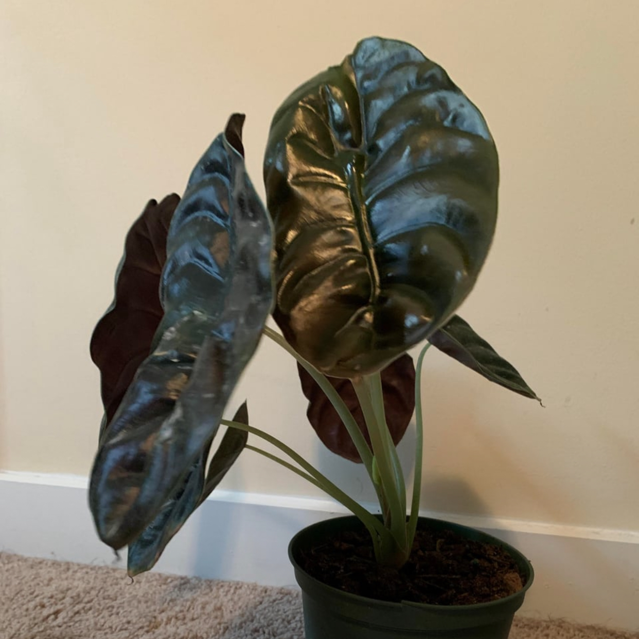 Buy Alocasia Cuprea online