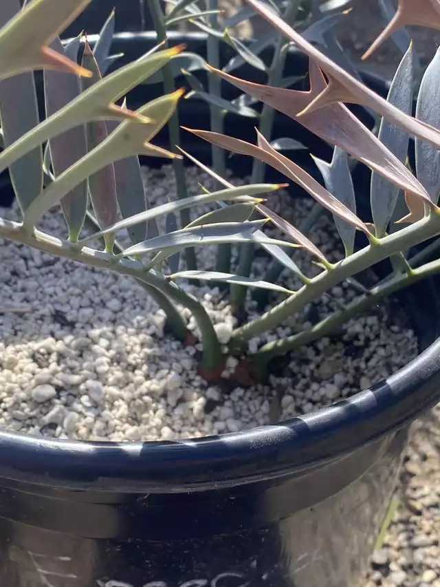 Buy Encephalartos horridus