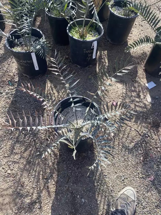 Rare blue cycad plant