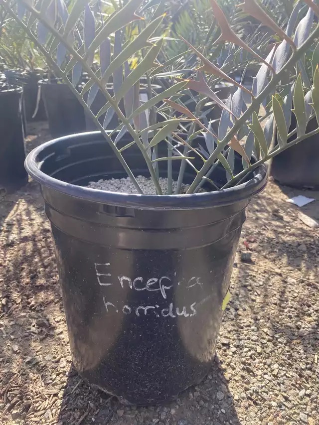 Encephalartos horridus for sale