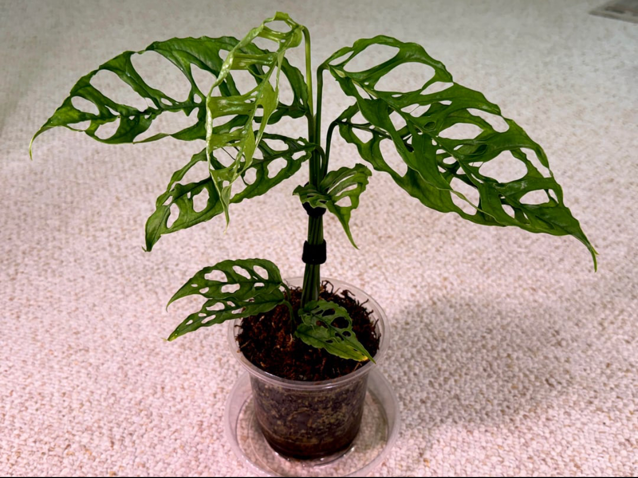 Monstera Obliqua for sale