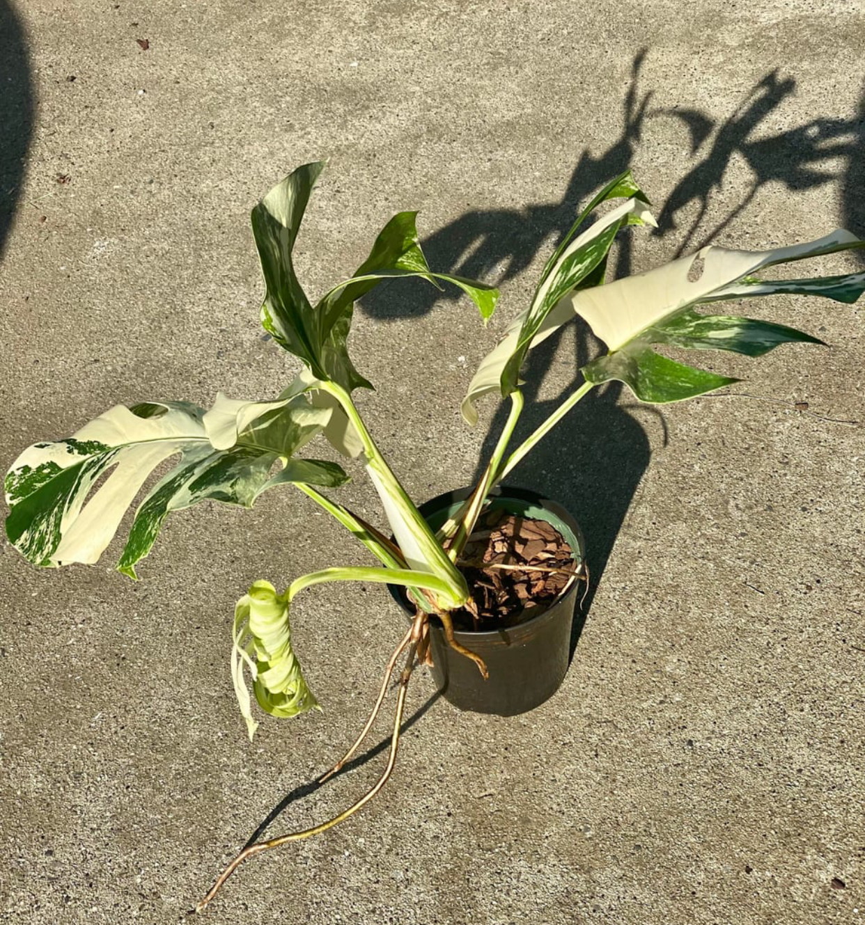 Monstera Albo Borsigiana for sale