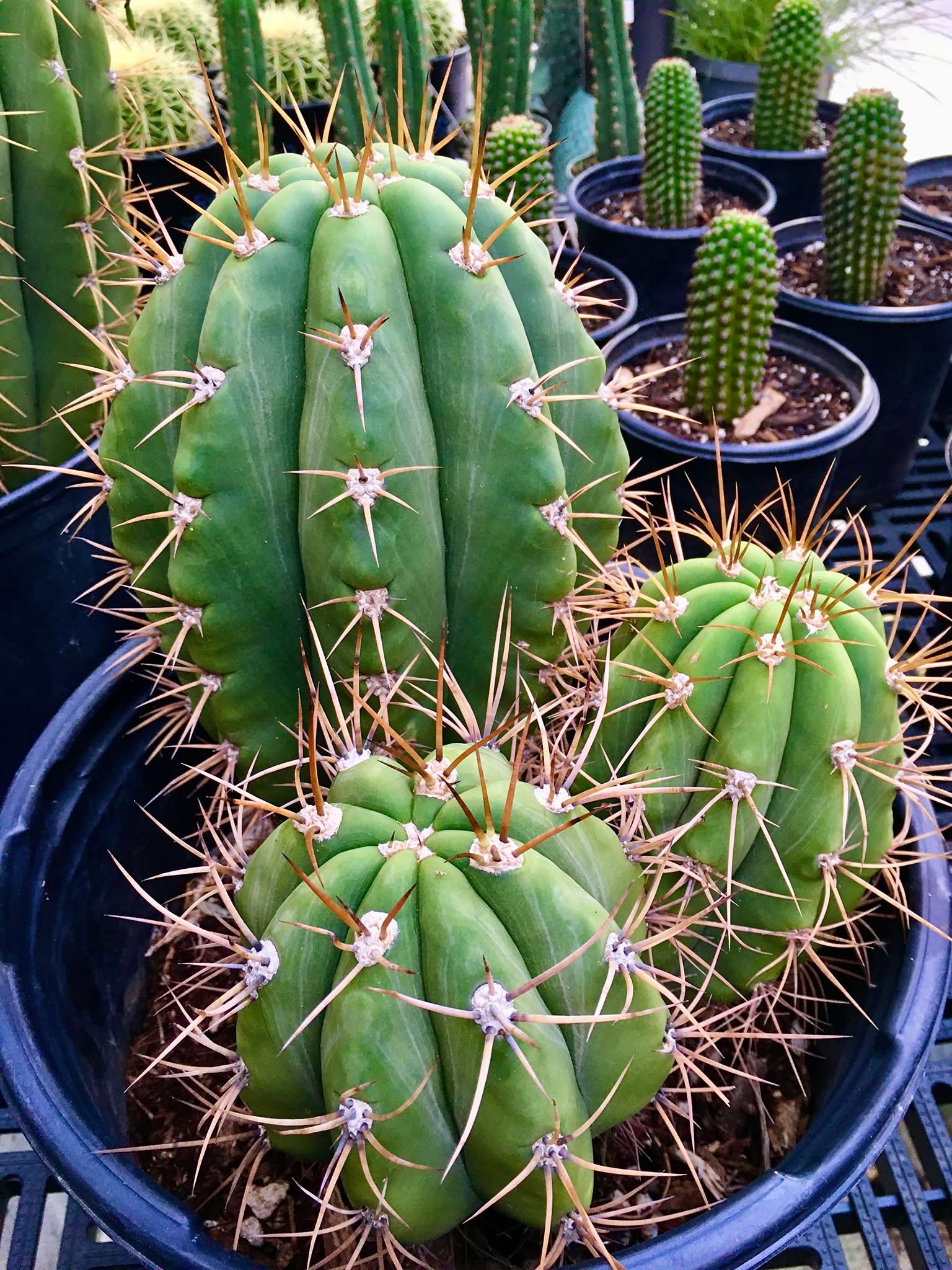 Argentine Saguaro for sale