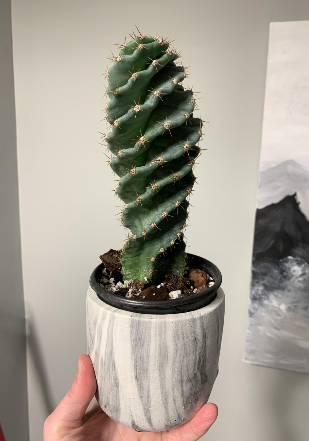 Spiral Cactus for Sale