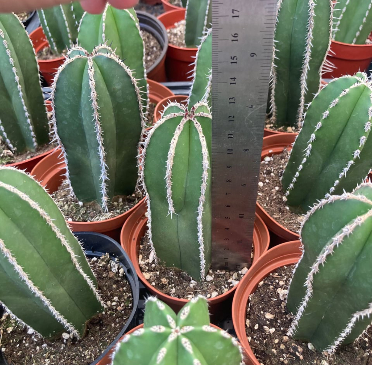 Mexican cactus plant online