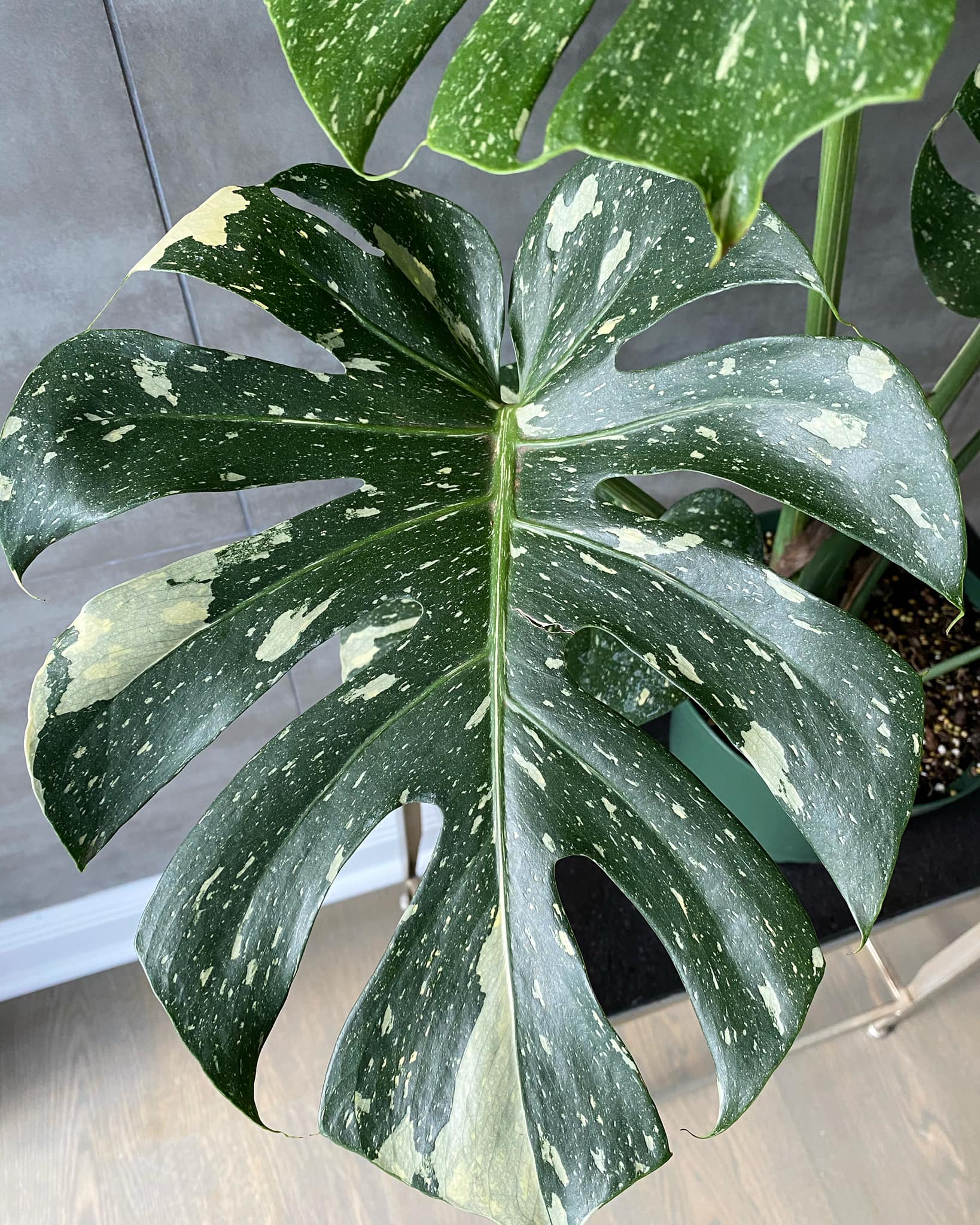 Thai Constellation Monstera