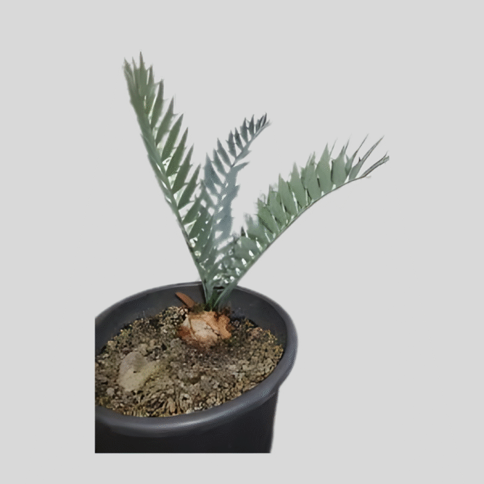 ENCEPHALARTOS HORRIDUS