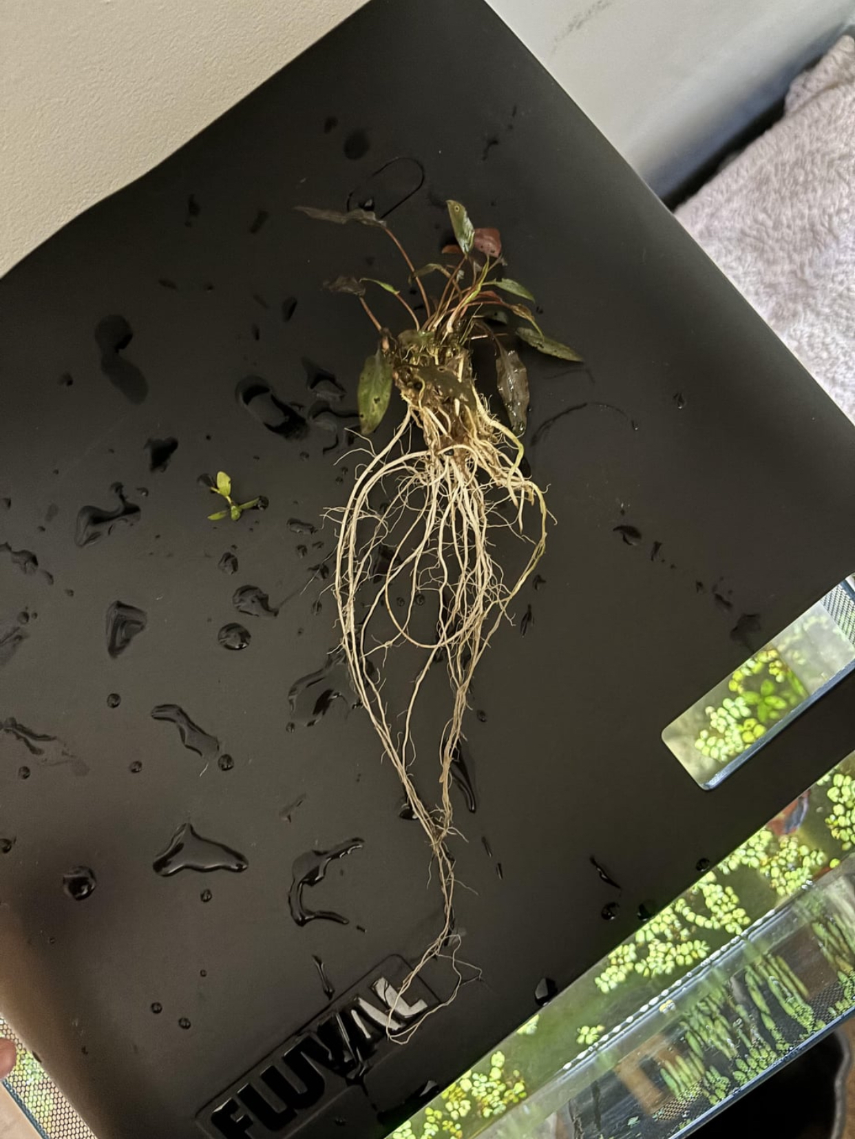 rooted plants vs fresh cut plants