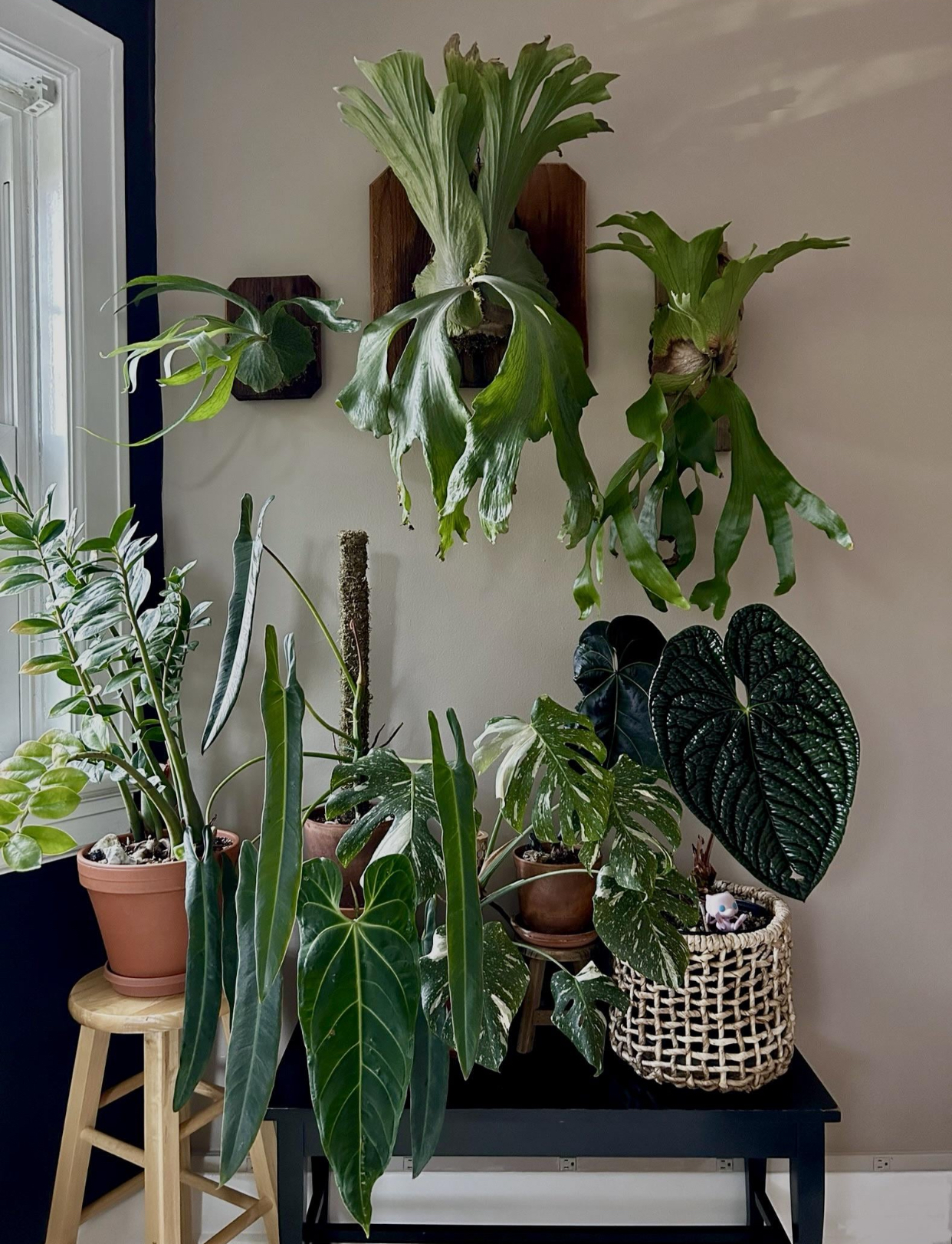 10 Rare Variegated Plants 2025
