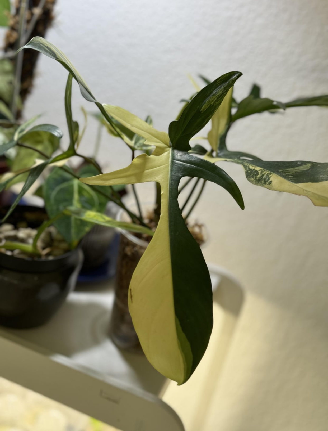 Philodendron Florida Beauty Care