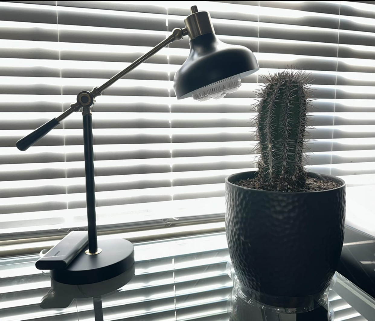 Best Cactus for Indoors | Low Maintenance Indoor Cactus Guide