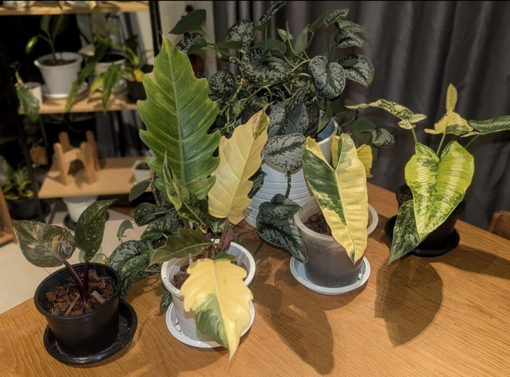 variegated plant shop