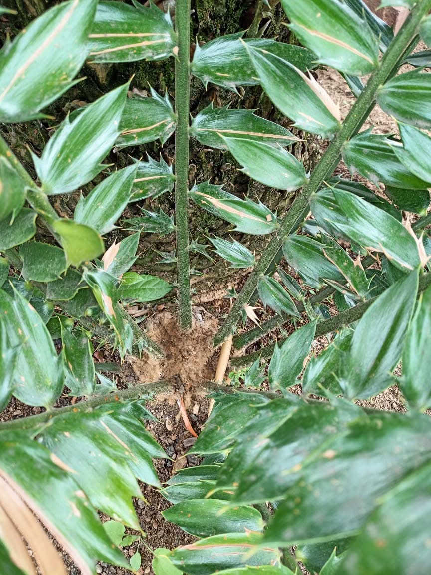 encephalartos woodii