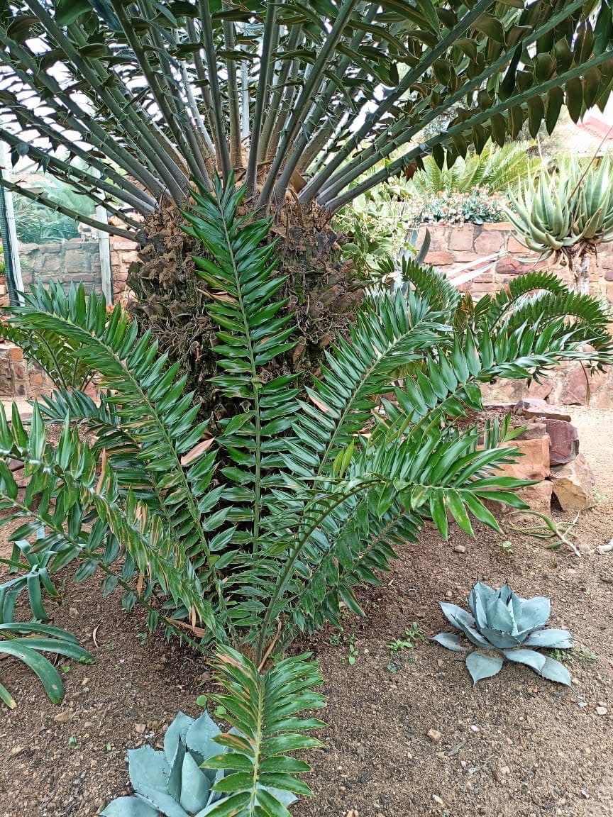 encephalartos woodii for sale
