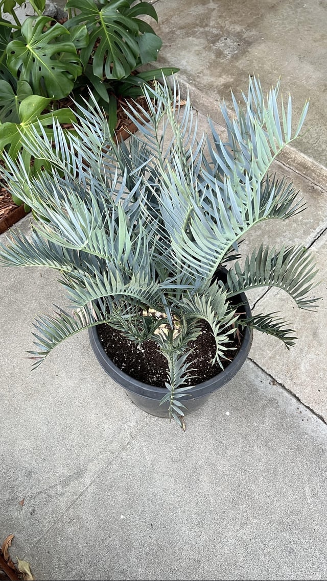 encephalartos horridus