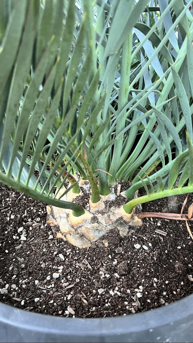 encephalartos horridus