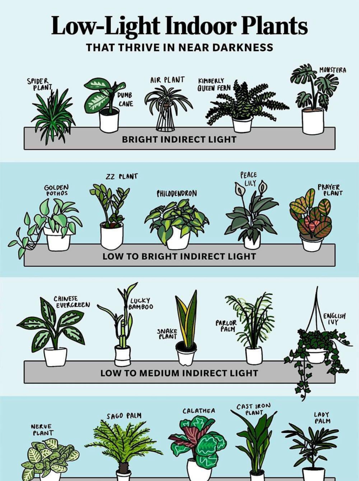 lighting indoor plants