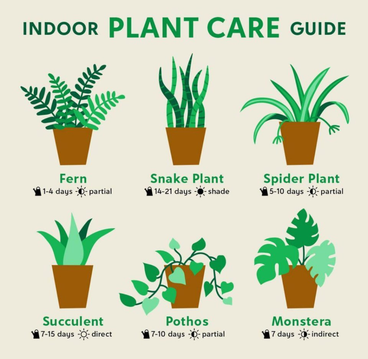indoor plant care tips
