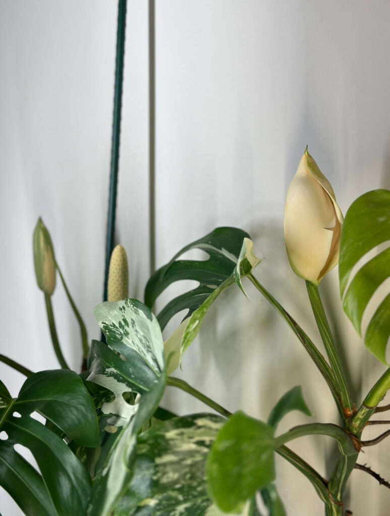 Male and female Monstera flower