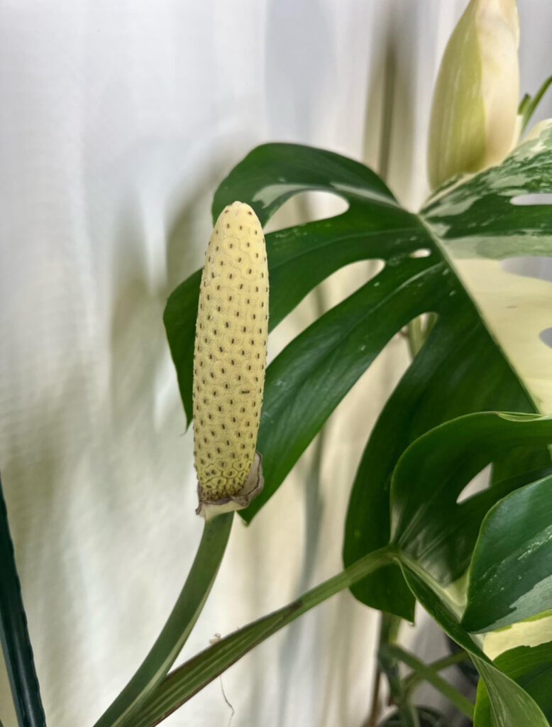 How to pollinate Monstera