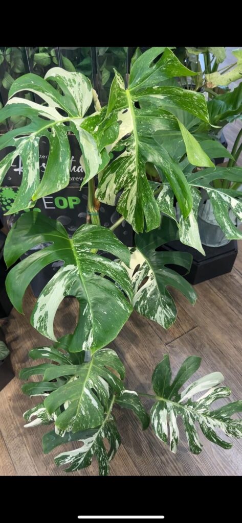 Rare Monstera Albo plant