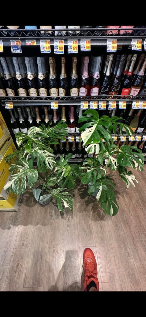 Variegated Monstera Albo