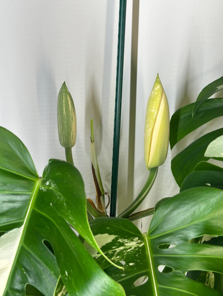 Indoor Monstera flowering
