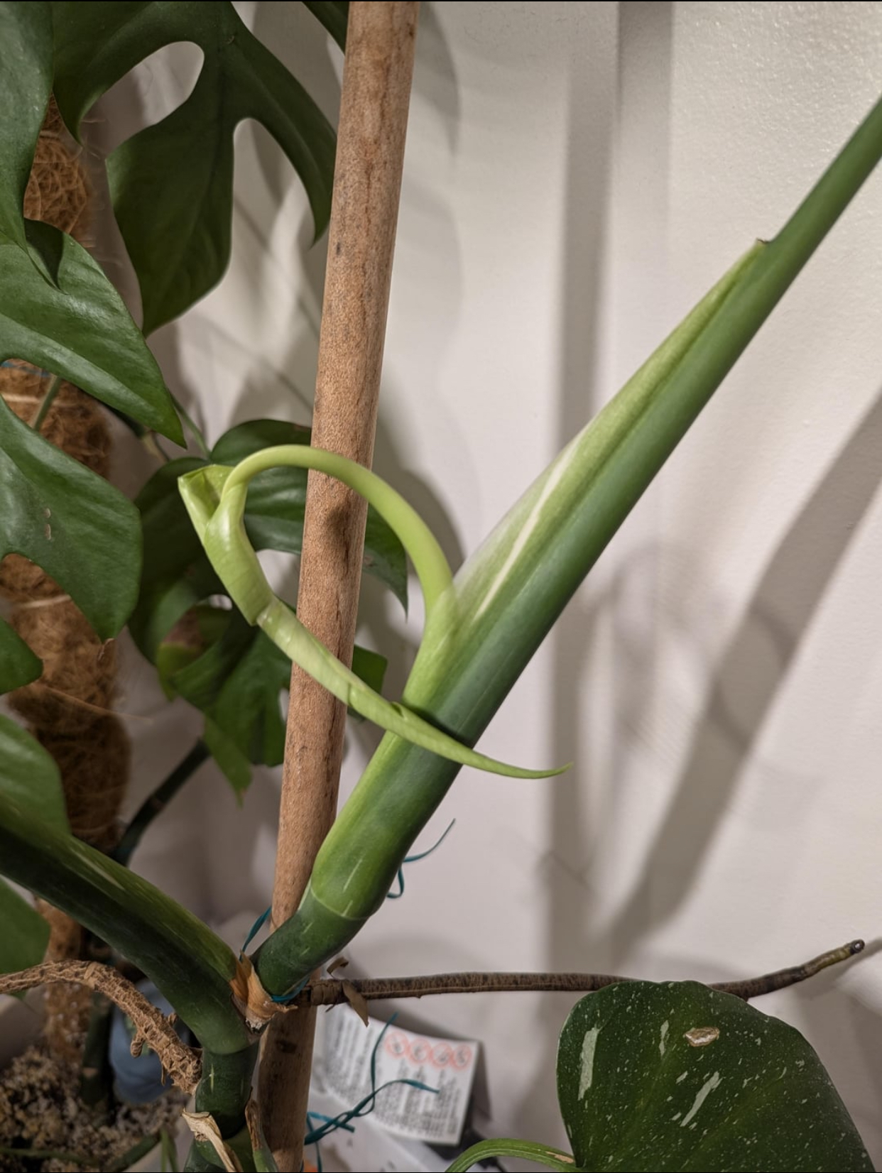 Monstera Albo new leaf growth
