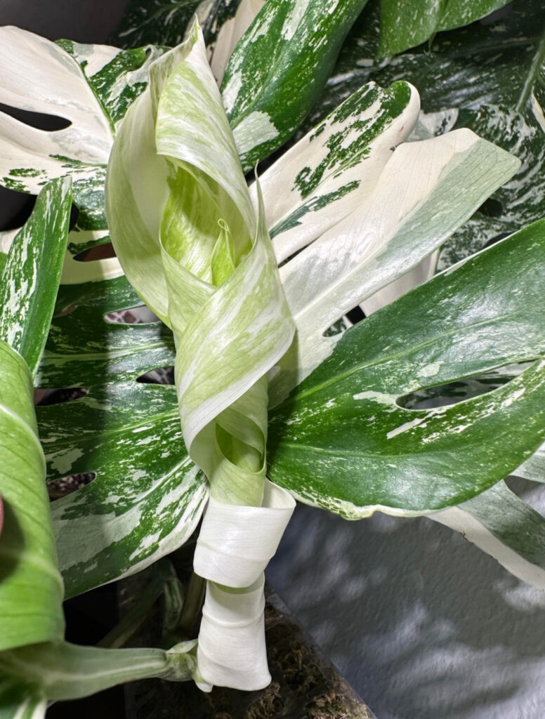 leaf cuttings houseplants