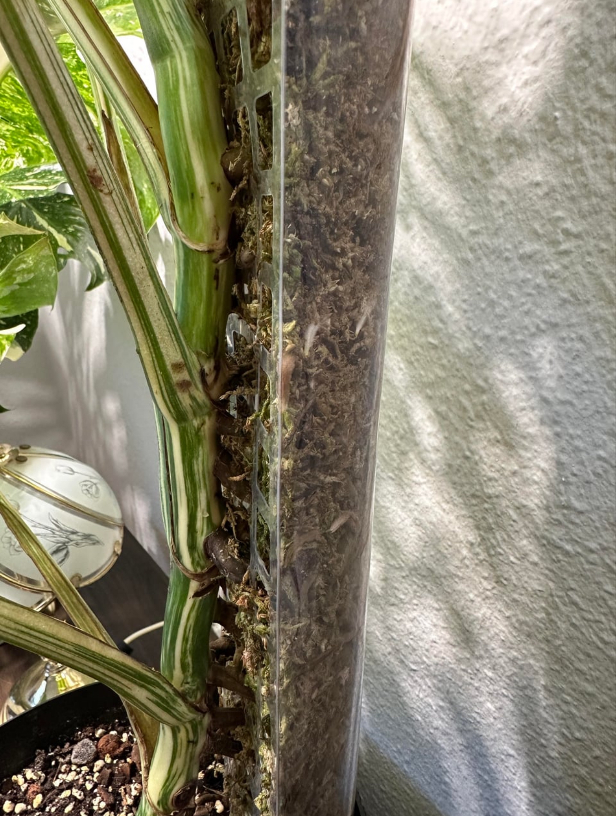 monstera propagation guide