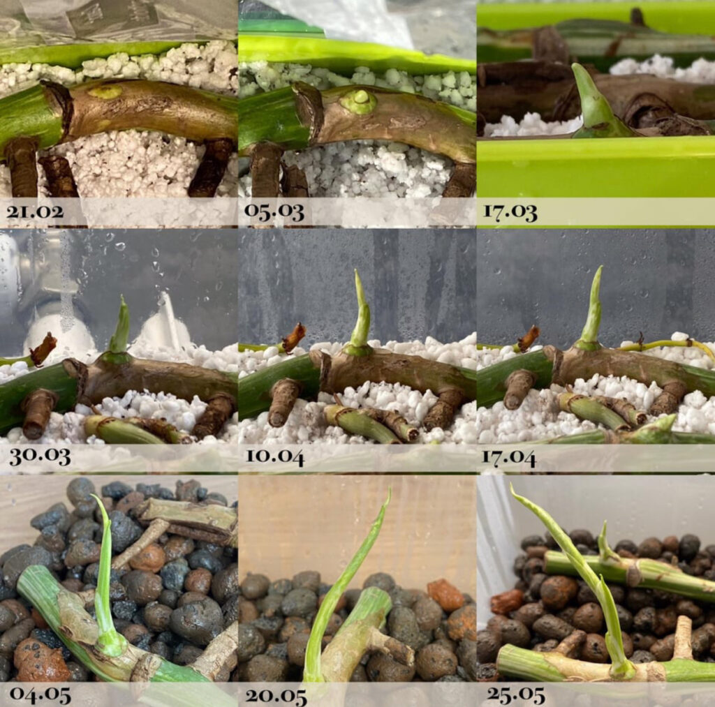 how to propagate houseplants