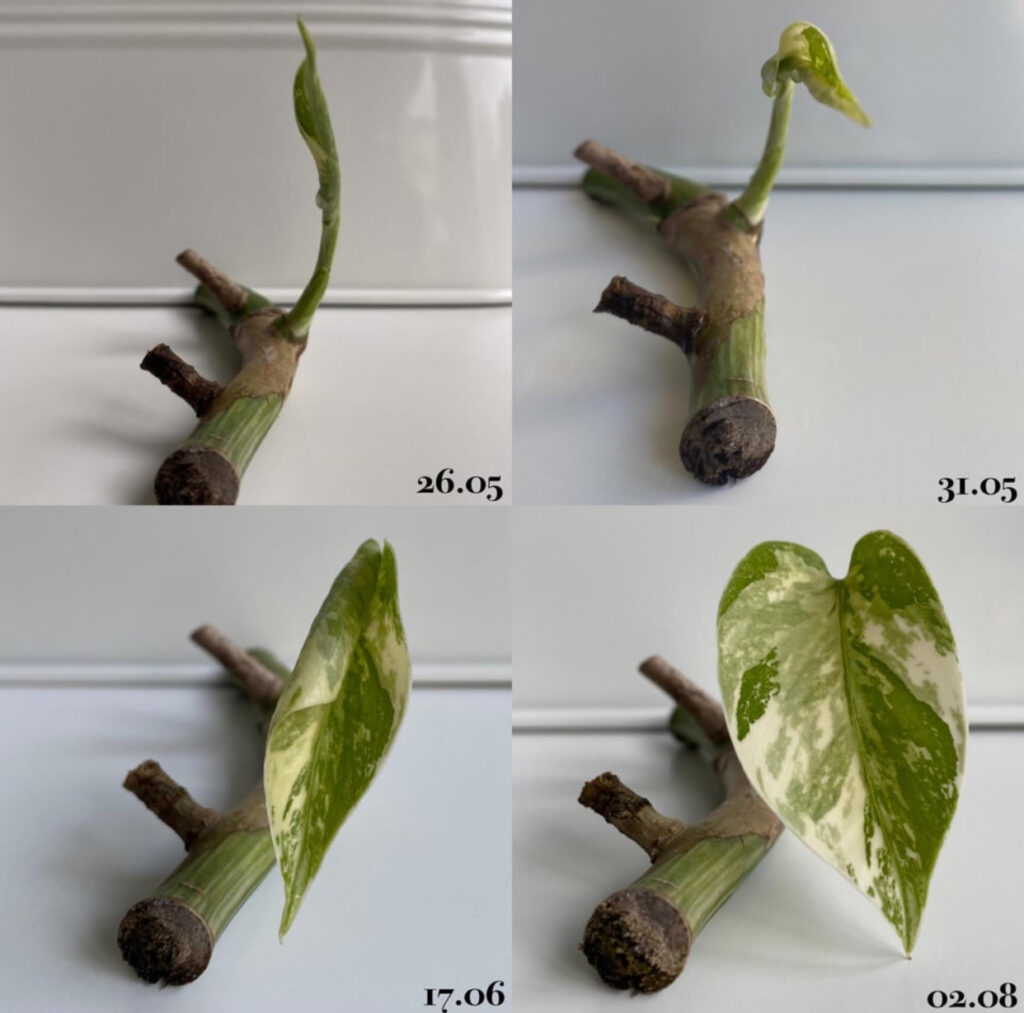 rare plant propagation