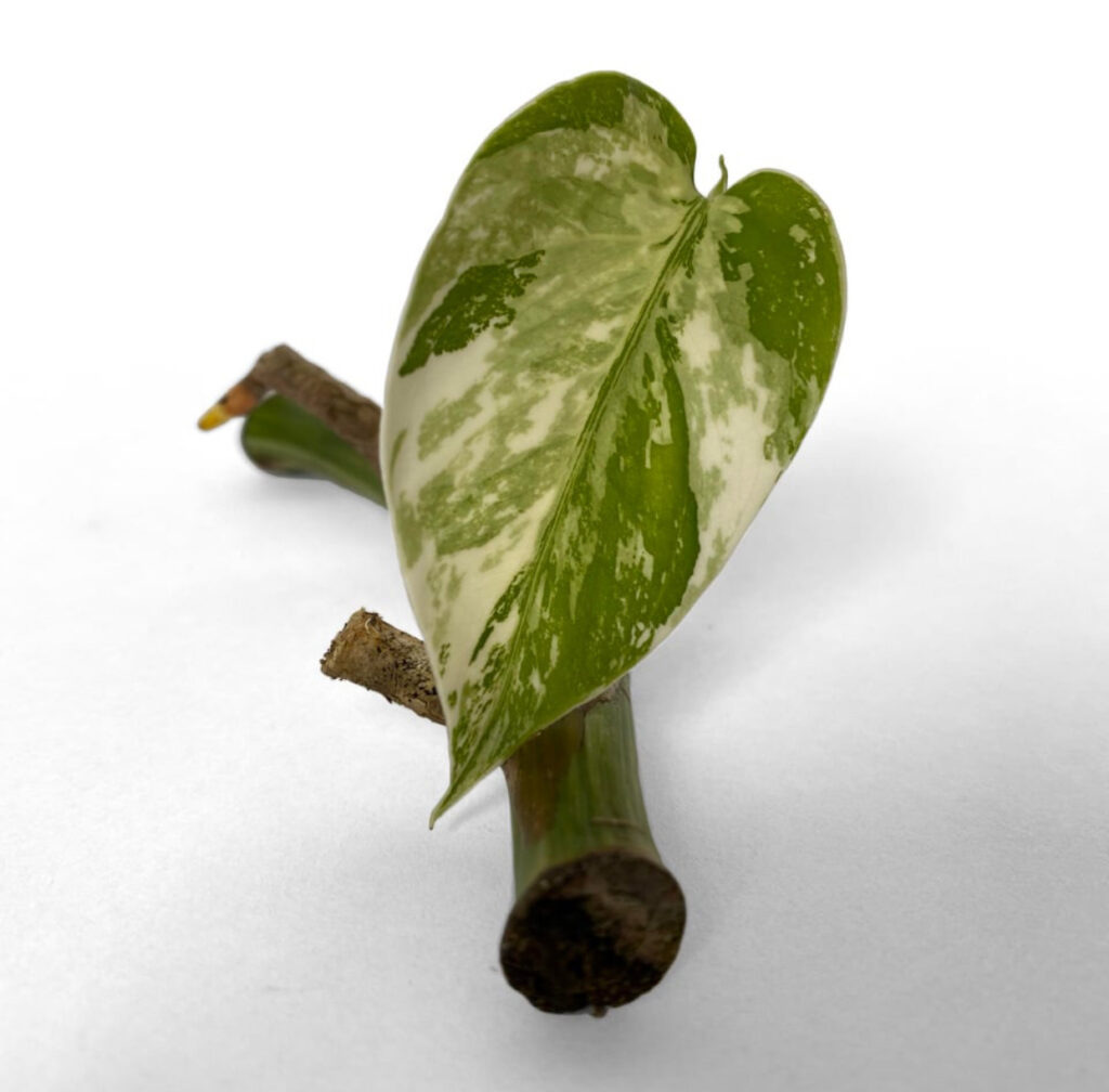 how to propagate indoor plants