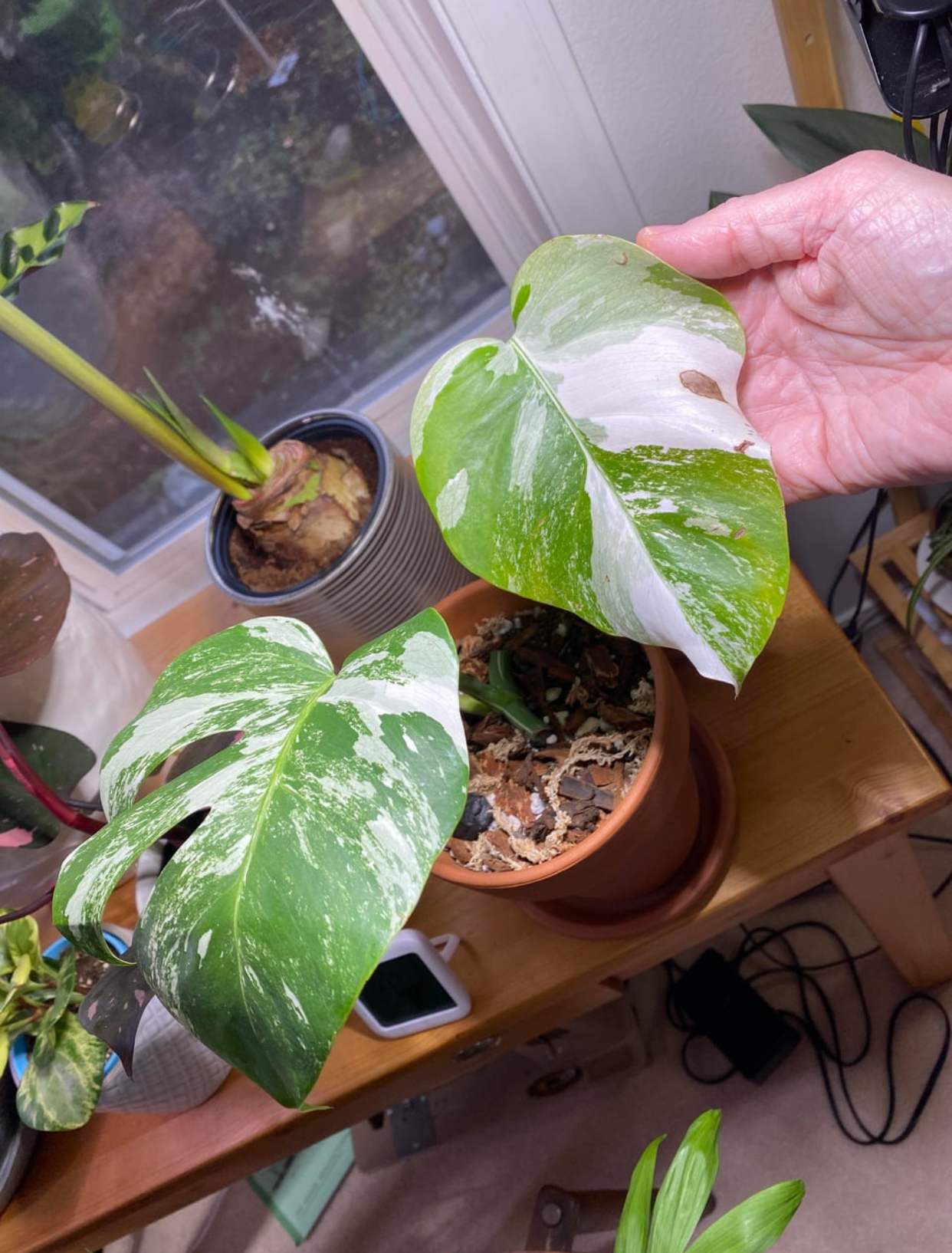 Aftercare for Propagated Plants