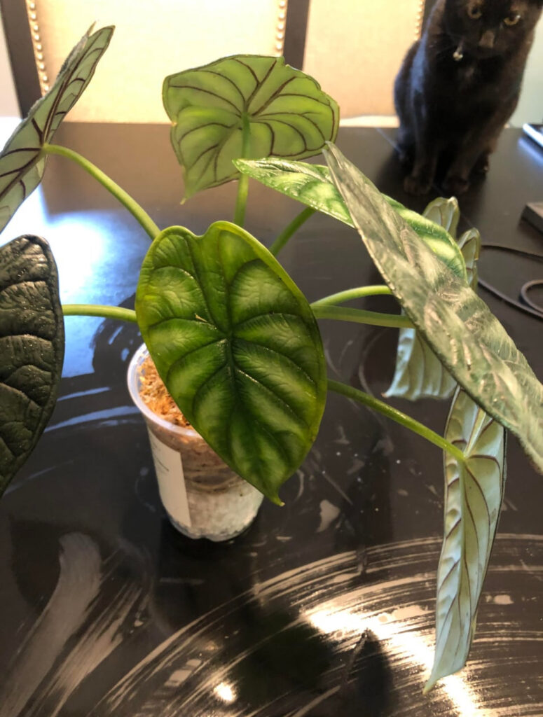 alocasia dragon scale for sale 